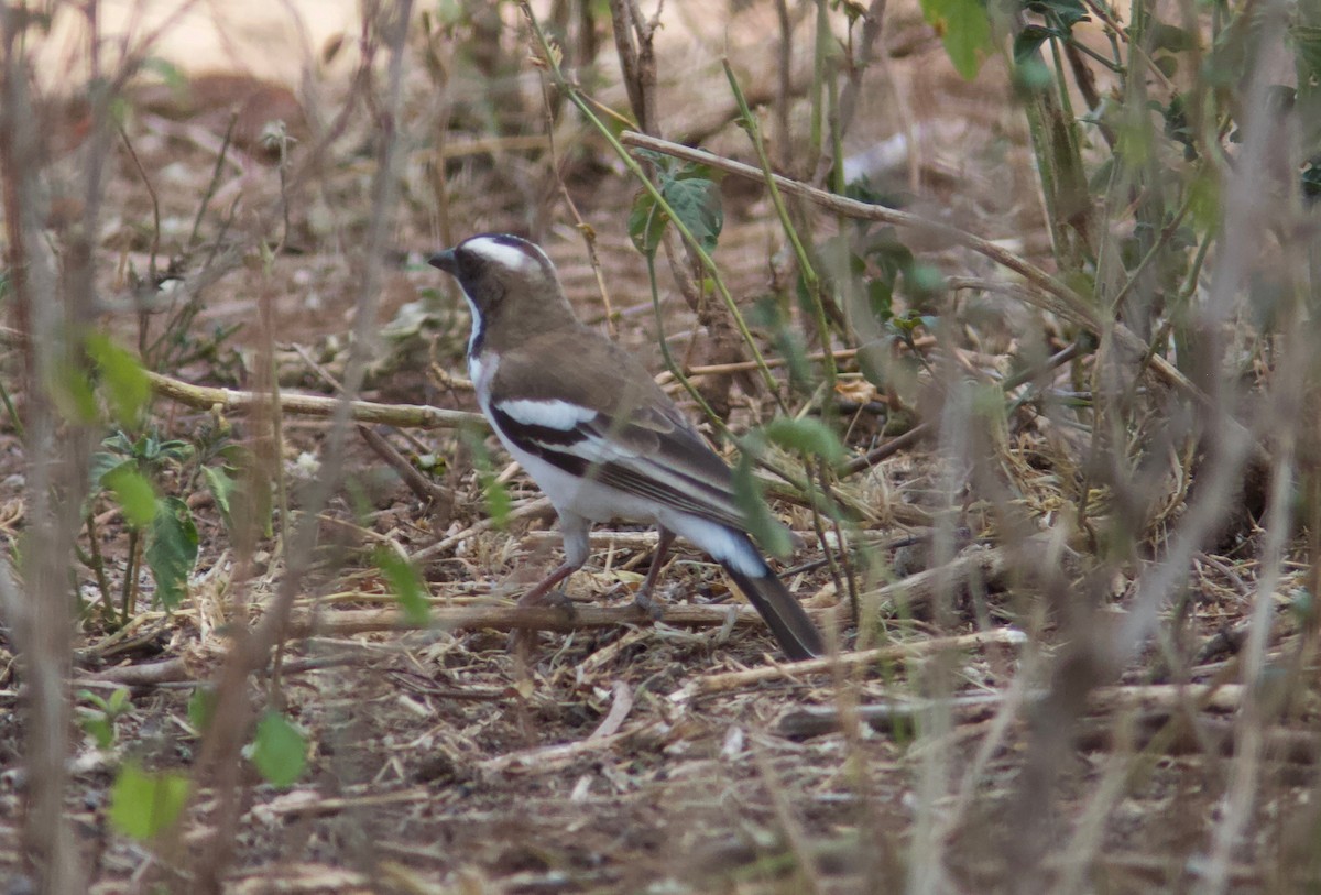White-browed Sparrow-Weaver (Black-billed) - Ken Havard