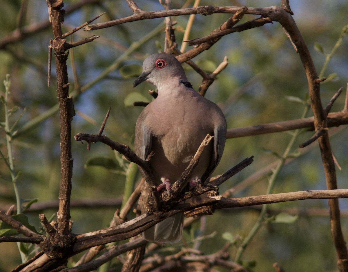 Mourning Collared-Dove - ML204571631