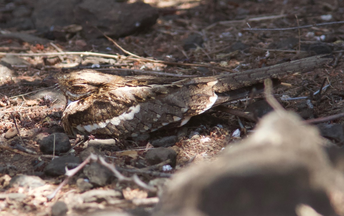 Slender-tailed Nightjar - Ken Havard