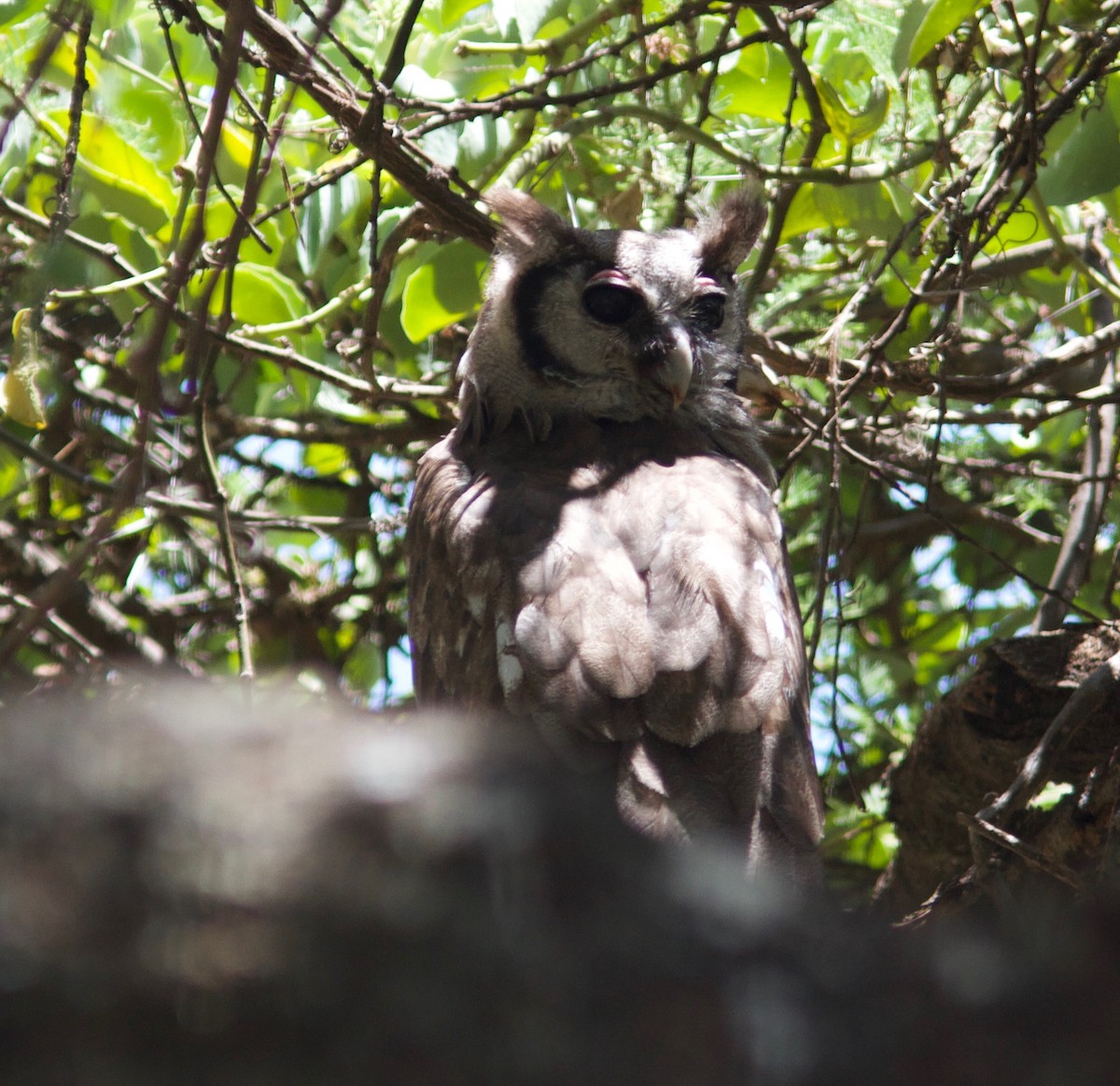 Verreaux's Eagle-Owl - Ken Havard
