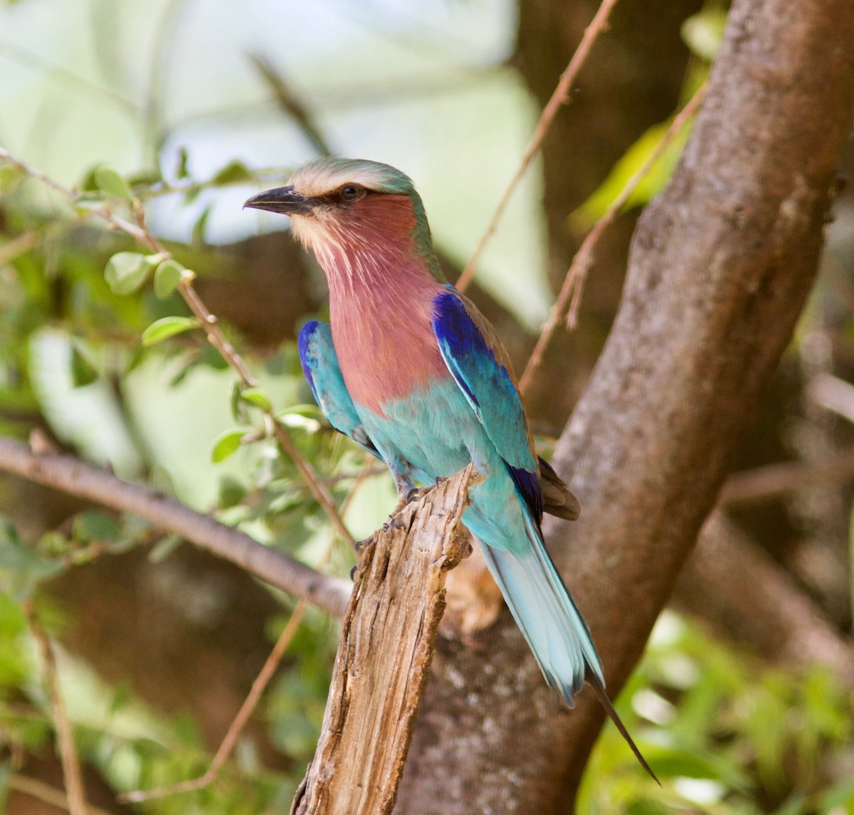 Lilac-breasted Roller (Lilac-breasted) - Ken Havard