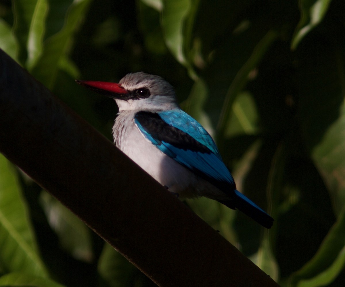 Gray-headed Kingfisher - Ken Havard