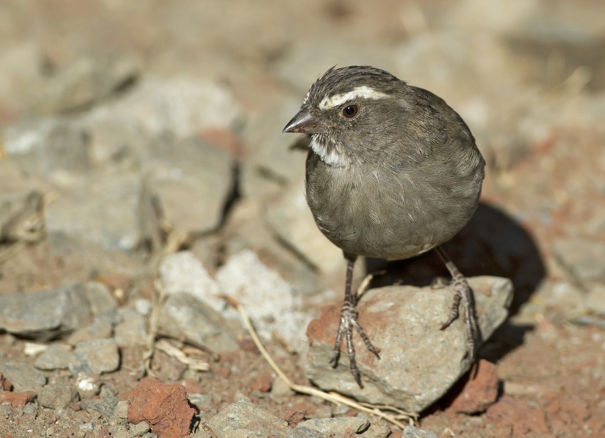Brown-rumped Seedeater - Marco Valentini