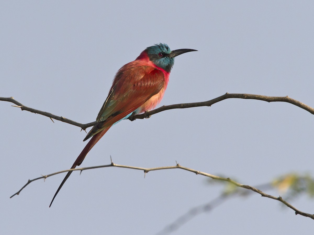 Northern Carmine Bee-eater - Marco Valentini