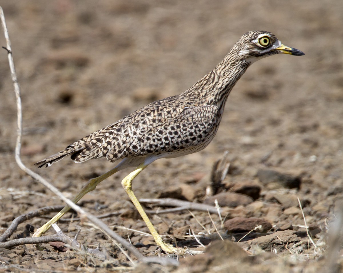 Spotted Thick-knee - Marco Valentini