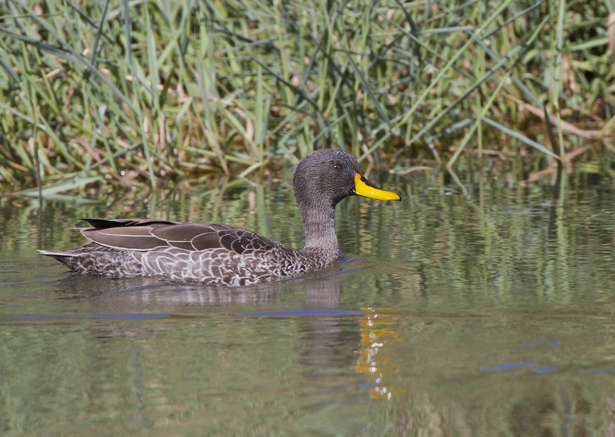 Yellow-billed Duck - ML204572041