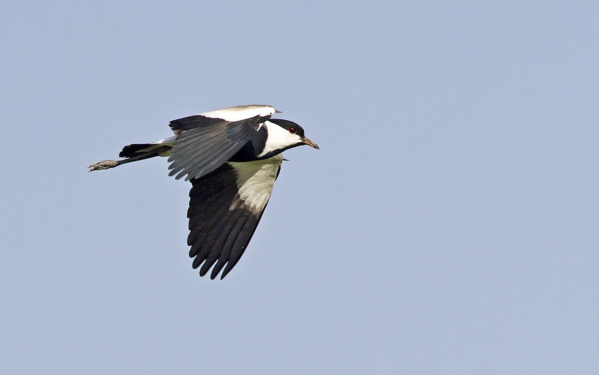 Spur-winged Lapwing - ML204572091