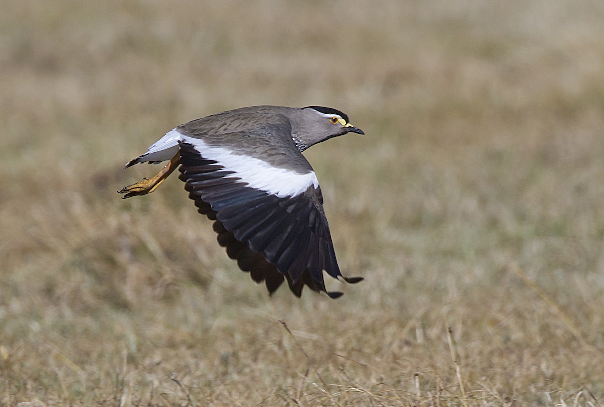 Spot-breasted Lapwing - ML204572161