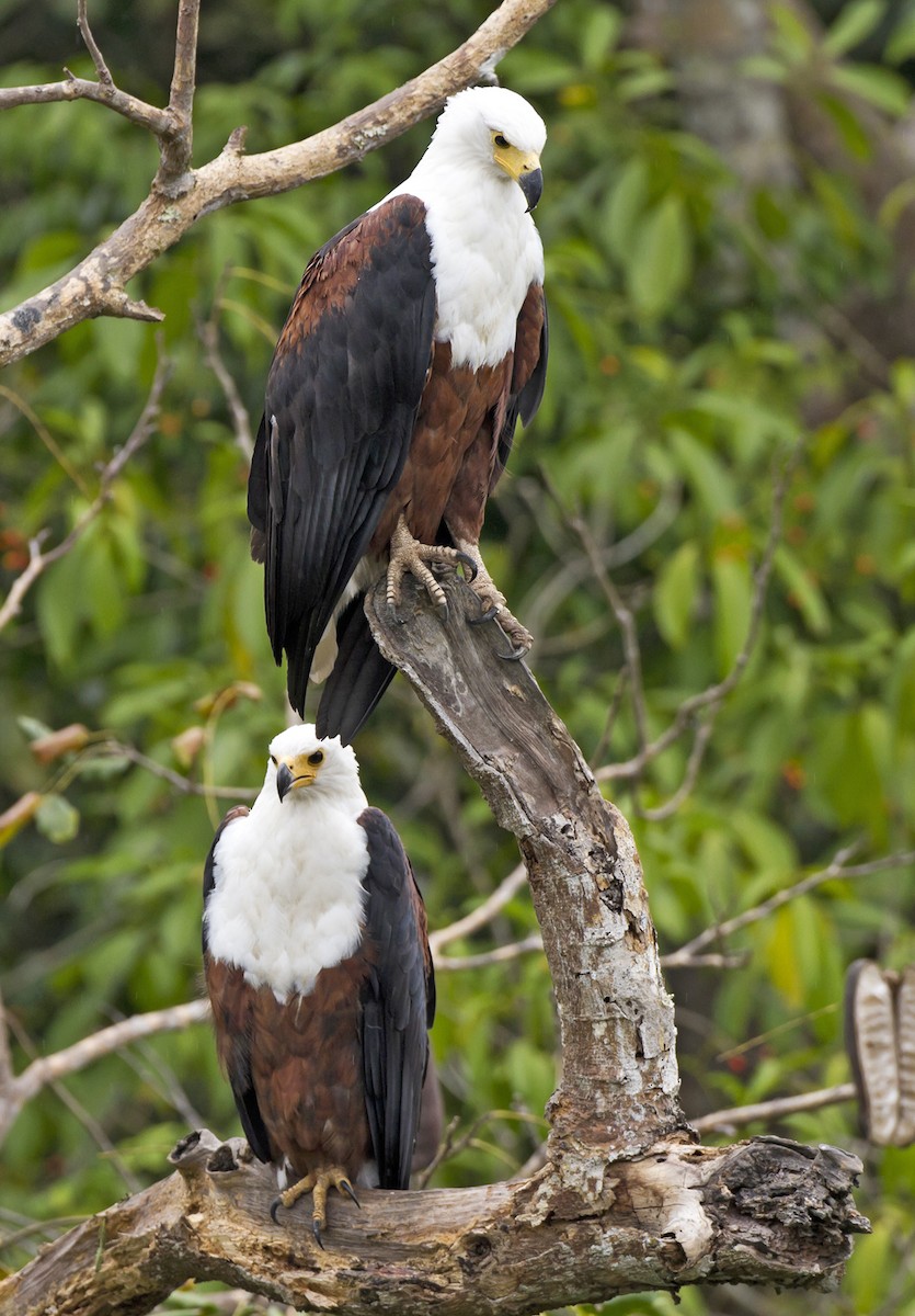 African Fish-Eagle - ML204572471
