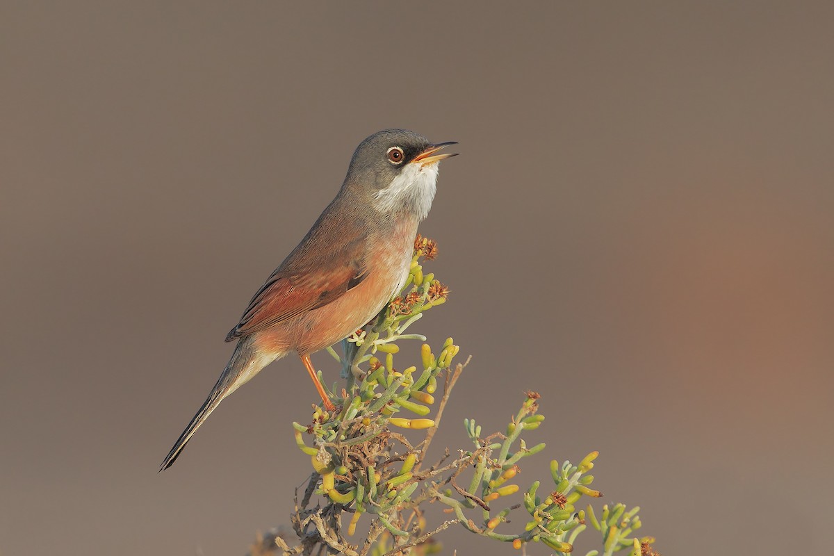 Spectacled Warbler - ML204572591