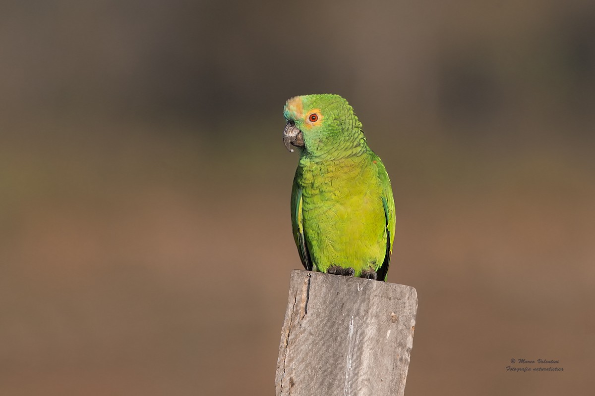 Turquoise-fronted Parrot - Marco Valentini