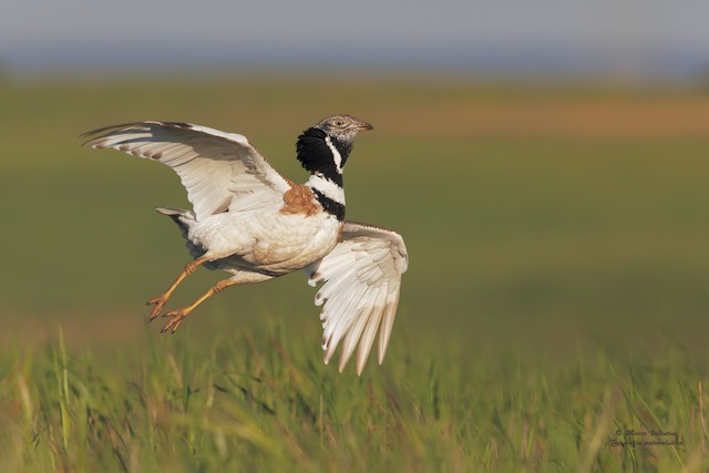 Little Bustard