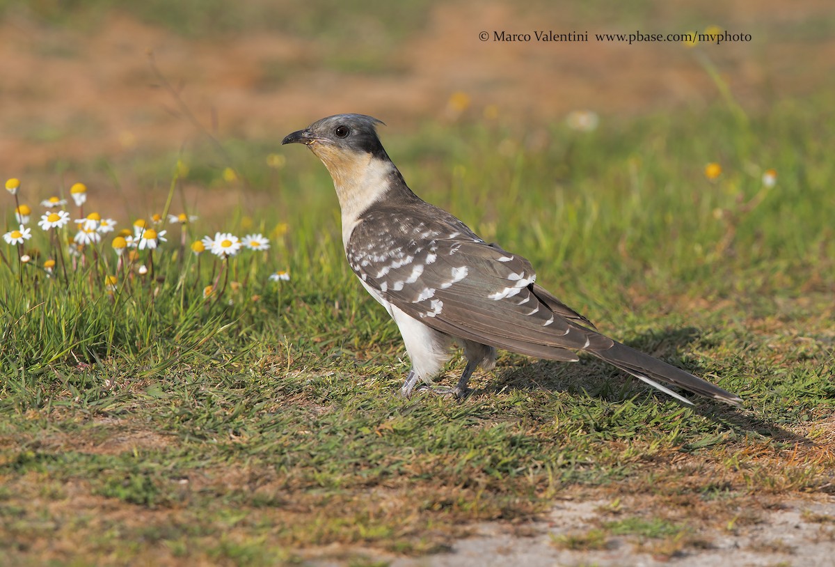 Great Spotted Cuckoo - ML204572791