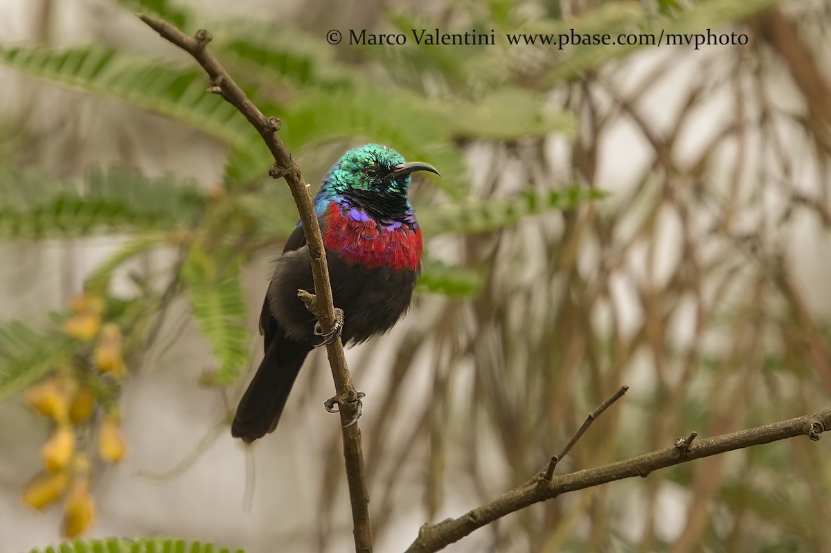 Northern Double-collared Sunbird (Eastern) - Marco Valentini
