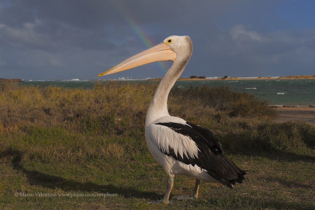 Australian Pelican - Marco Valentini