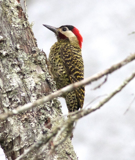 Green-barred Woodpecker (Green-barred) - ML204573341
