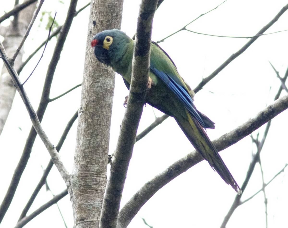 Blue-winged Macaw - Ken Havard
