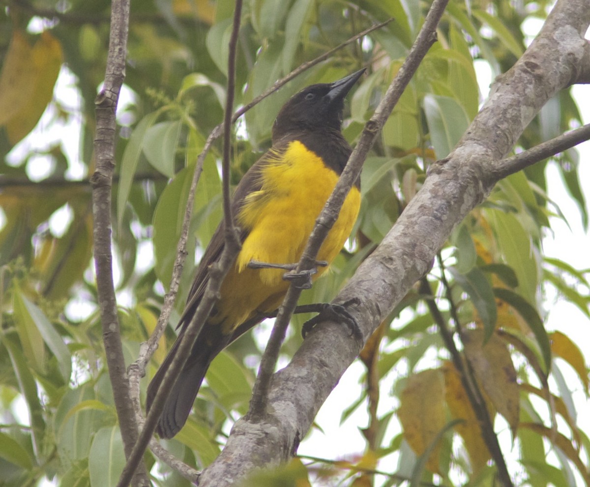 Yellow-rumped Marshbird - ML204573561