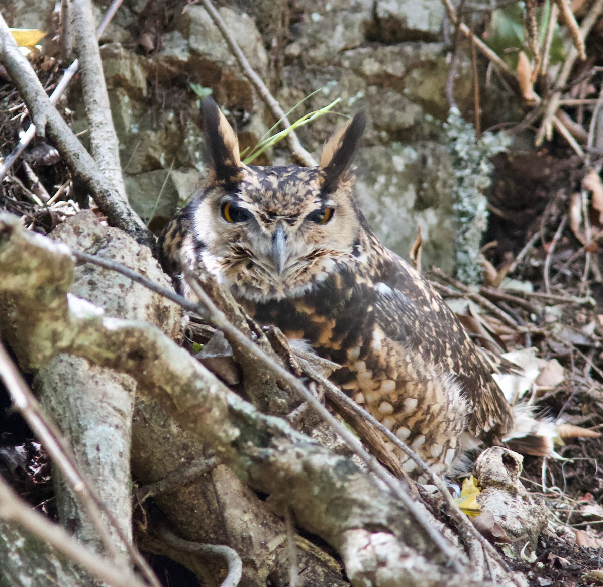 Cape Eagle-Owl (Northern) - Ken Havard
