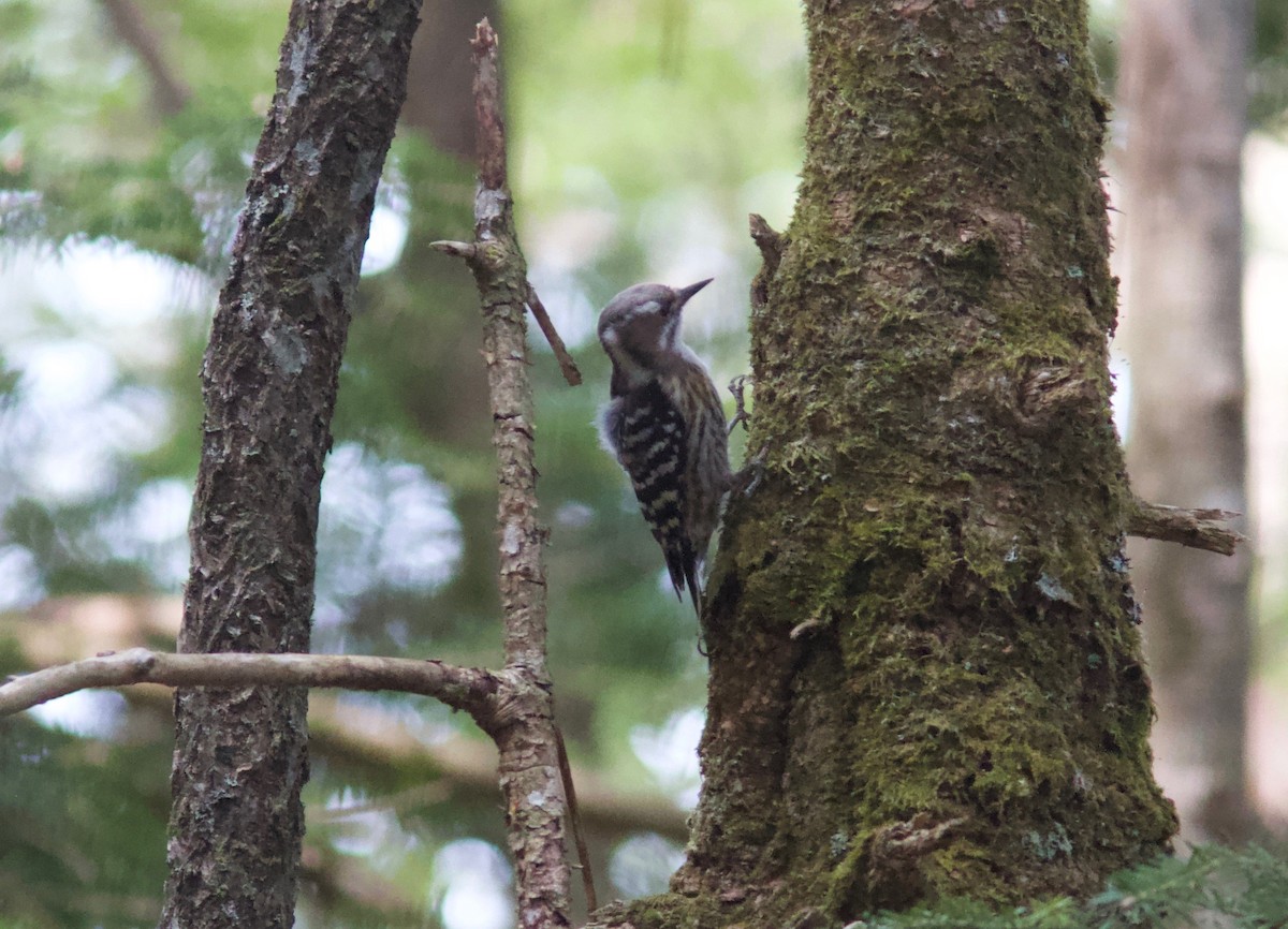 Japanese Pygmy Woodpecker - Ken Havard