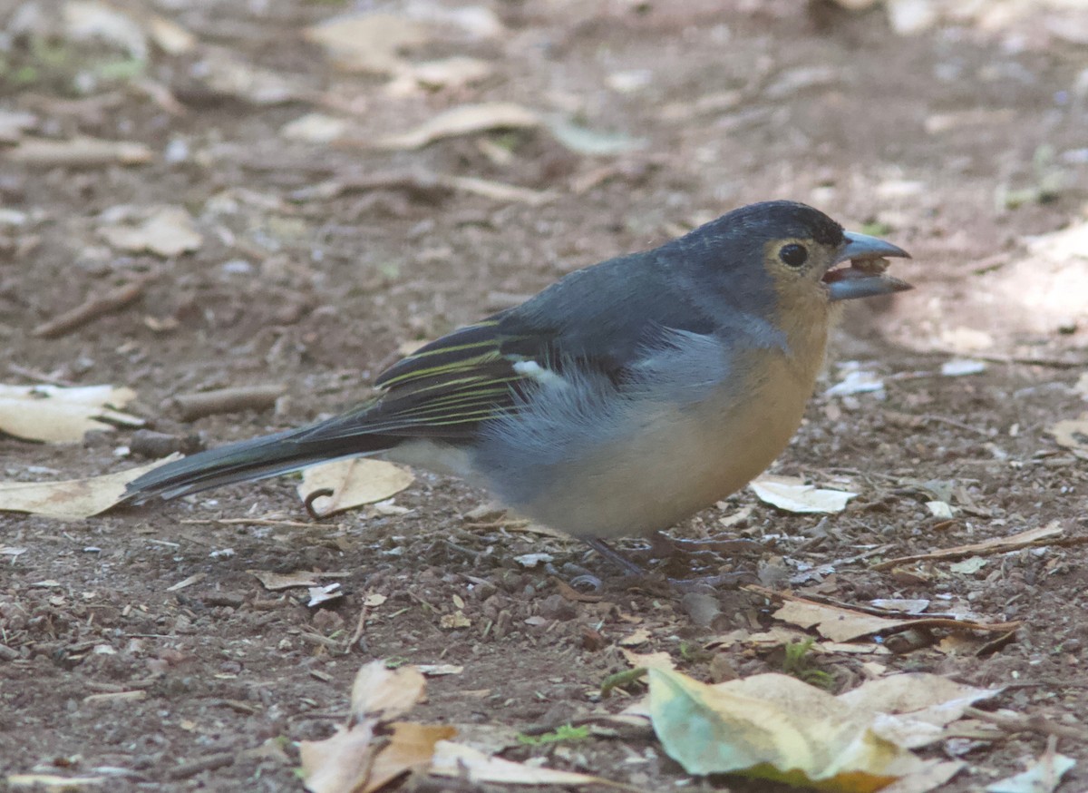 Canary Islands Chaffinch (Canary Is.) - Ken Havard