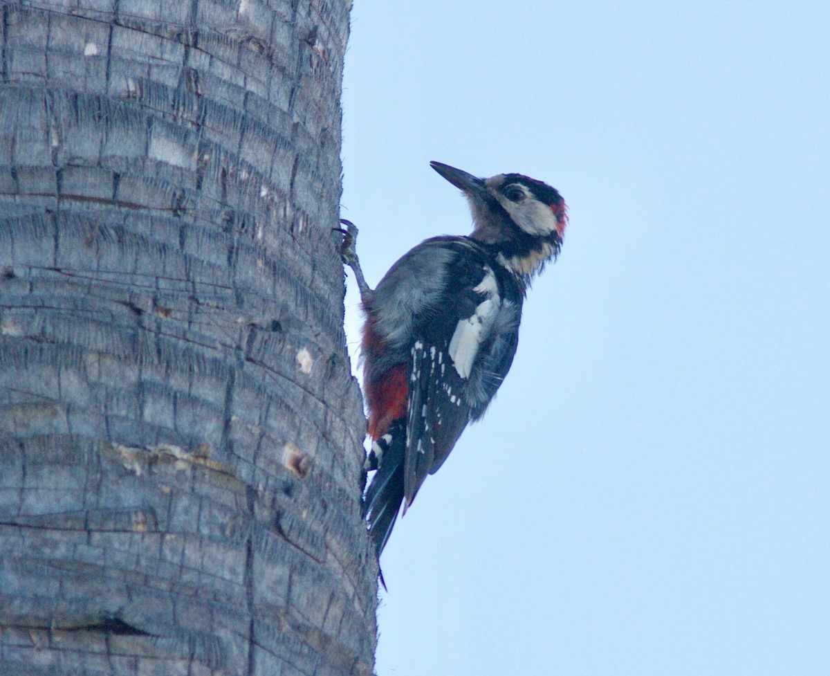 Great Spotted Woodpecker (Canarian) - ML204574221