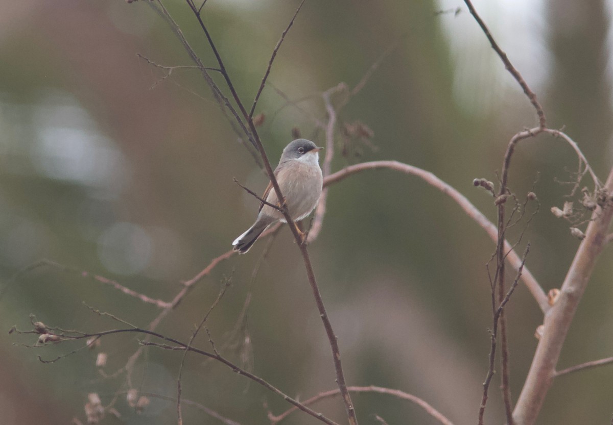 Spectacled Warbler - ML204574271