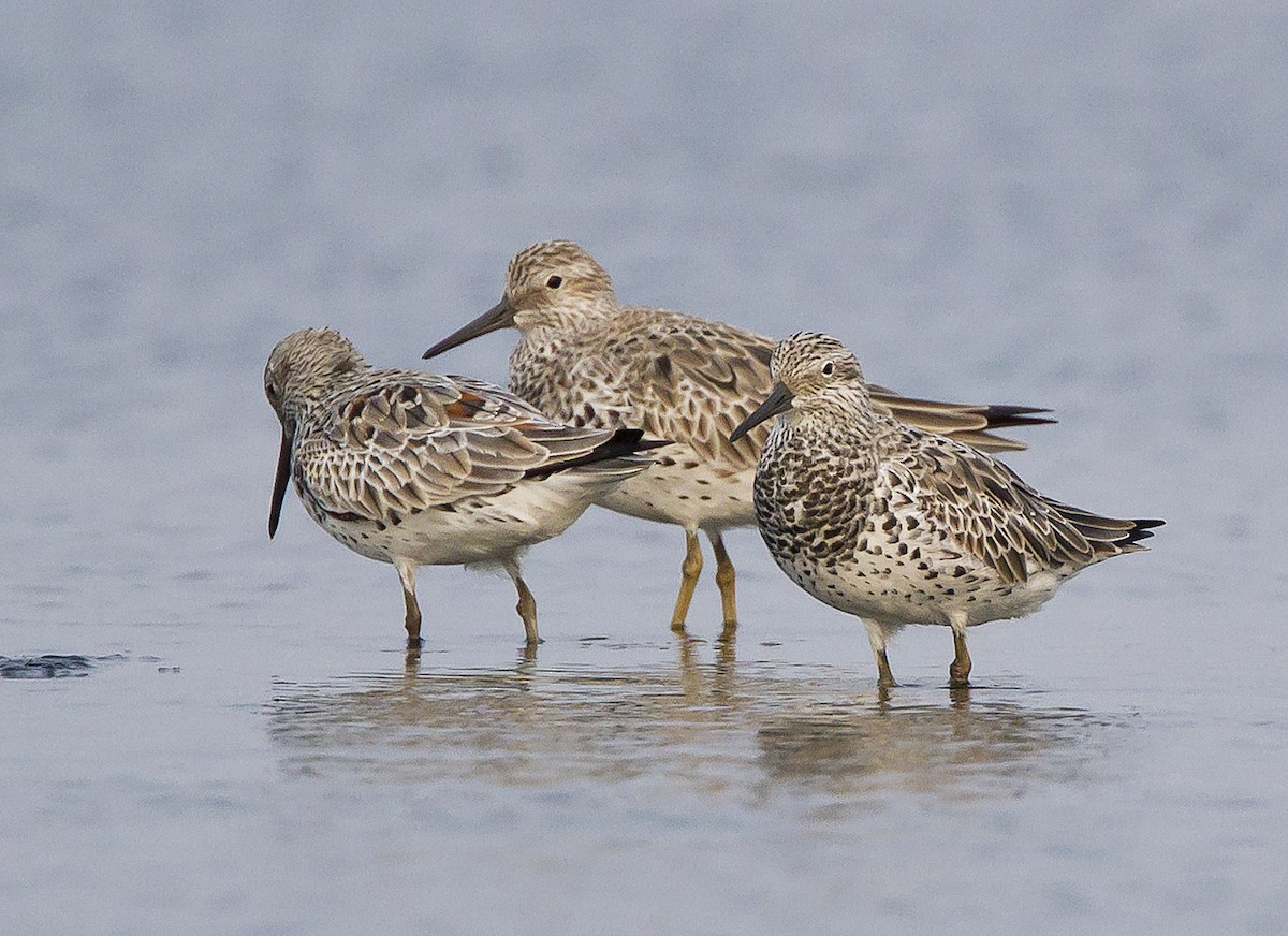 Great Knot - Marco Valentini