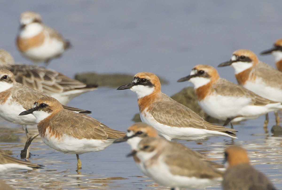 Greater Sand-Plover - Marco Valentini