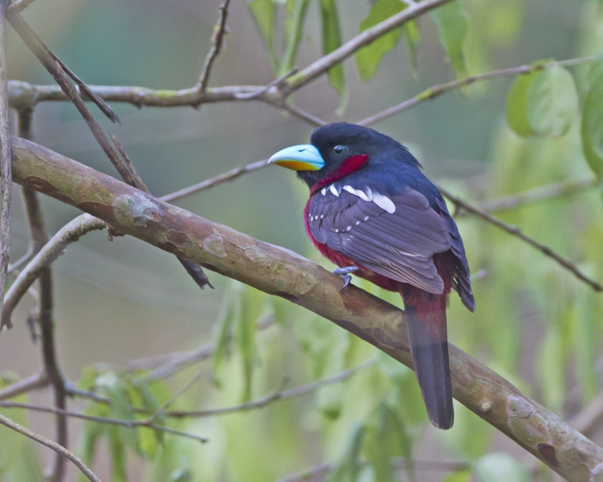 Black-and-red Broadbill (Black-and-red) - Marco Valentini