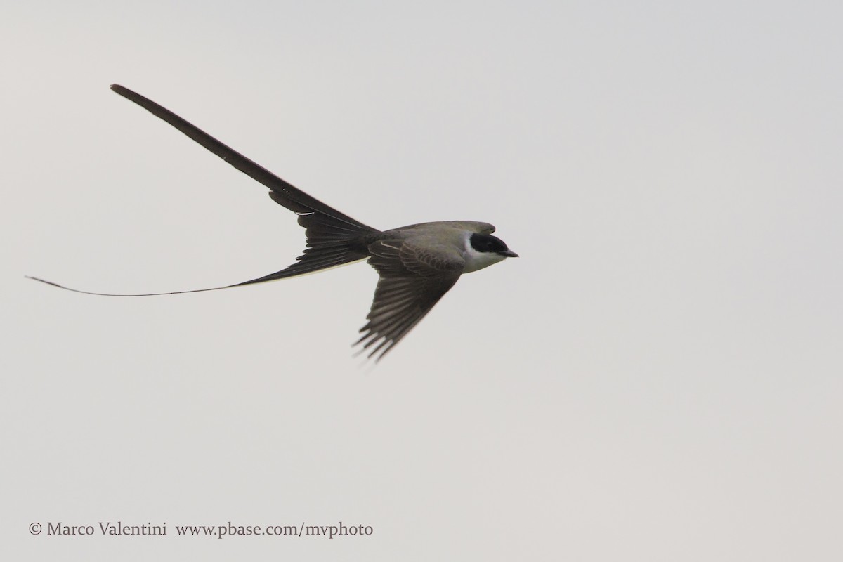 Fork-tailed Flycatcher (savana) - ML204575111