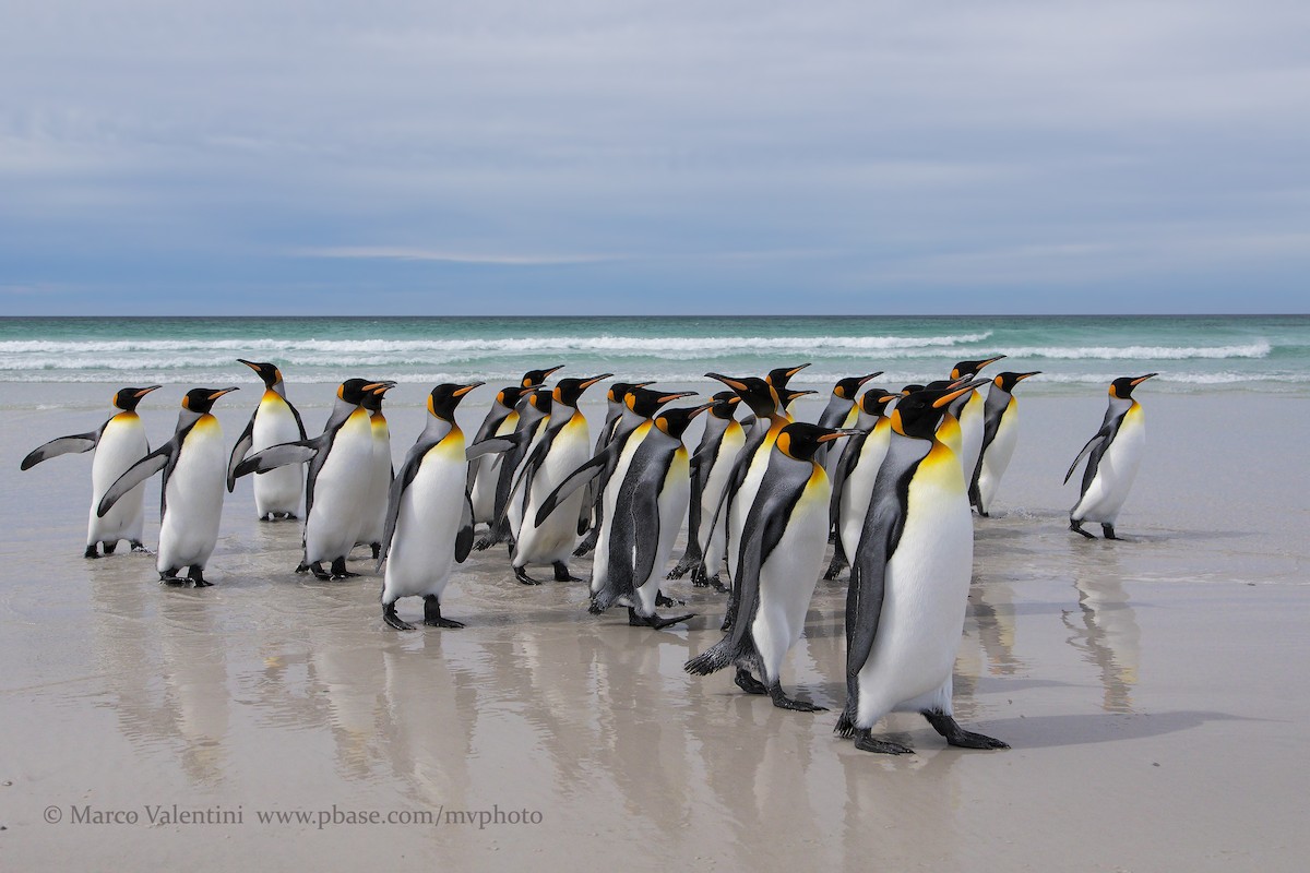 tučňák patagonský - ML204575151