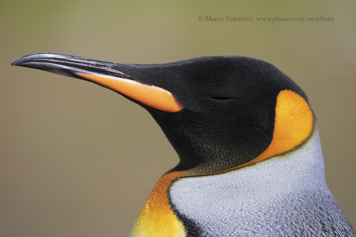 King Penguin - Marco Valentini