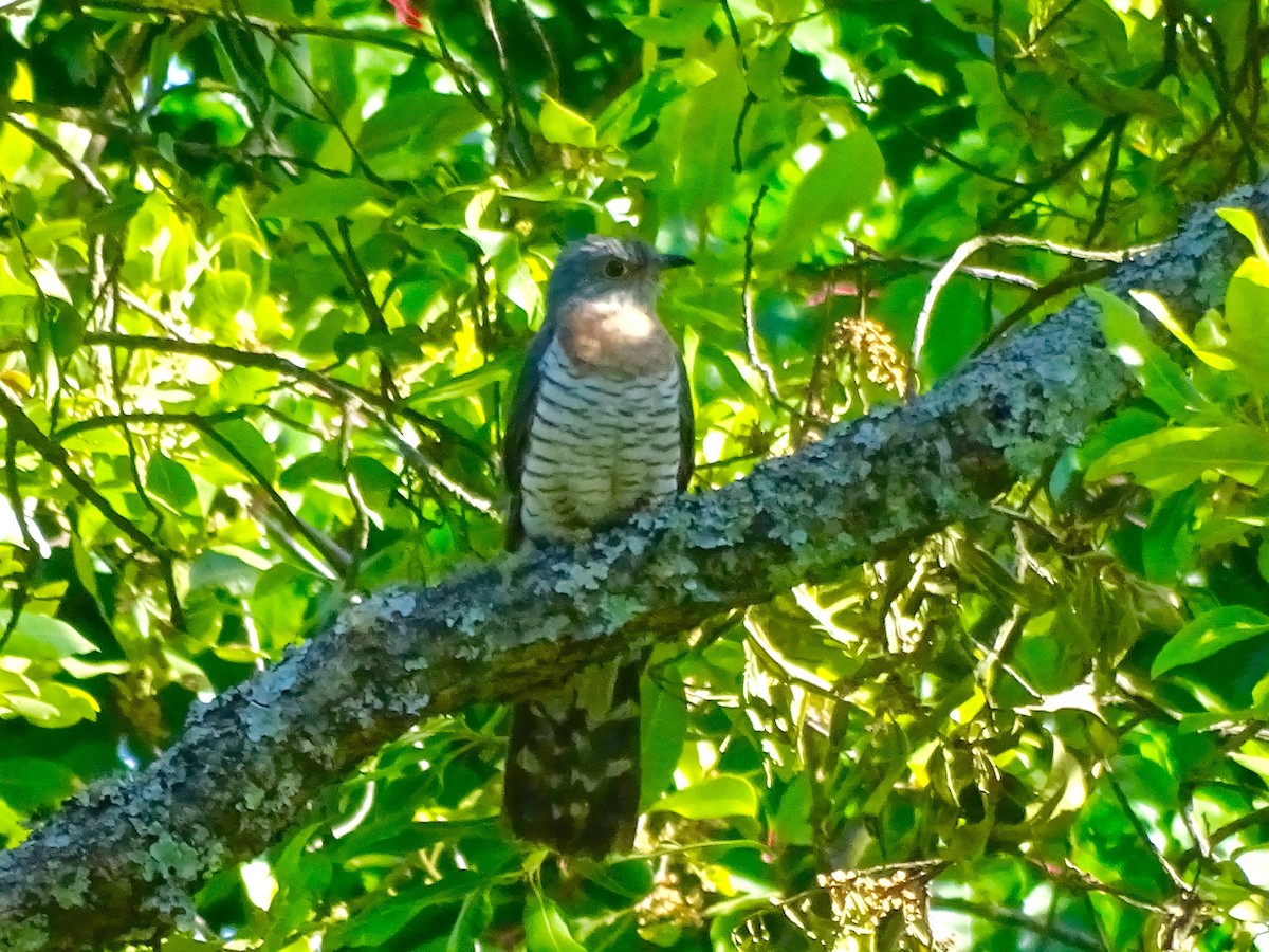 Red-chested Cuckoo - ML20457521