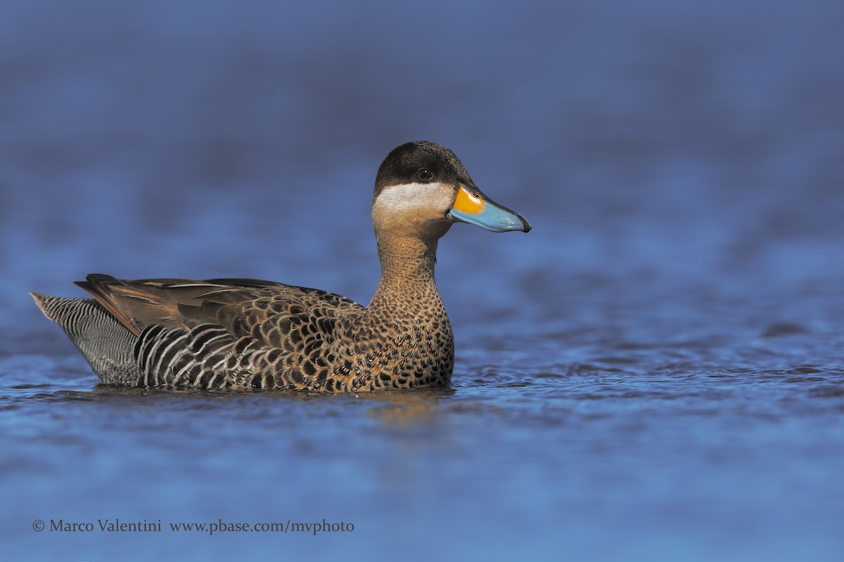 Silver Teal - Marco Valentini
