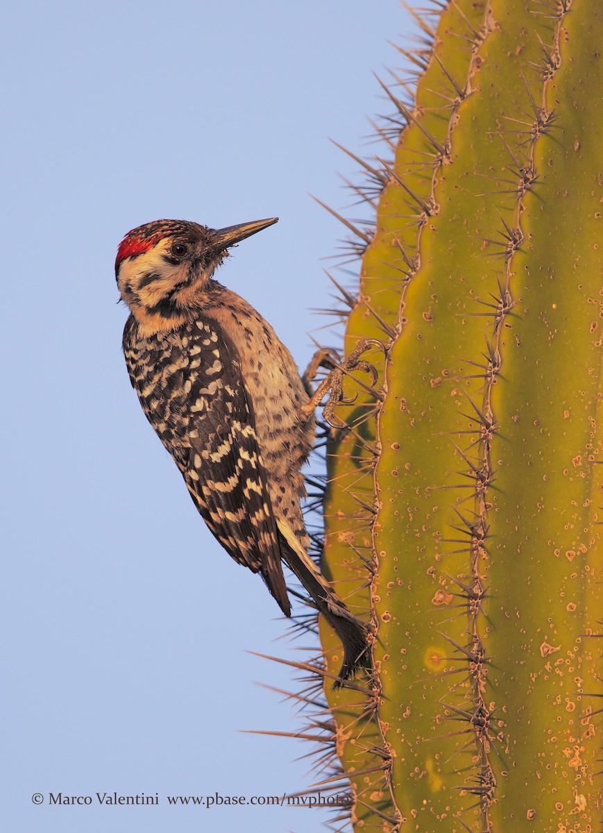Ladder-backed Woodpecker - Marco Valentini