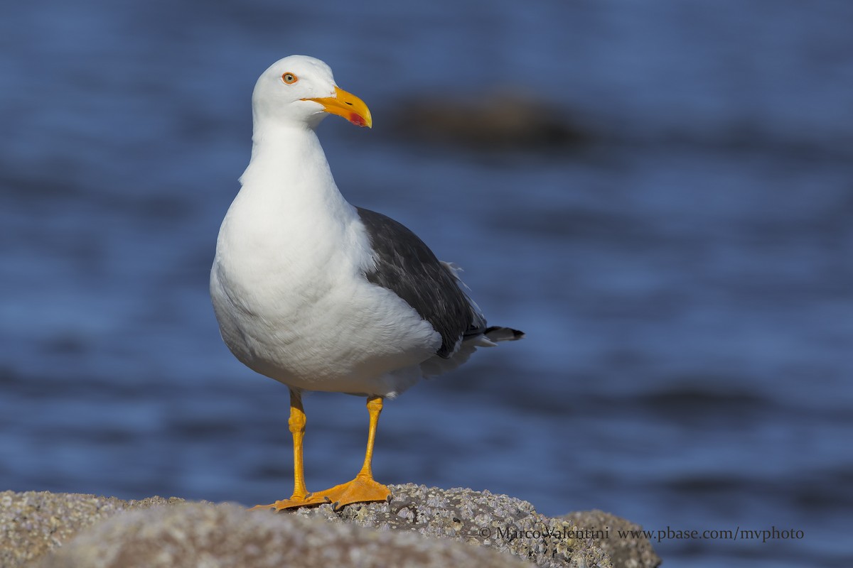 Yellow-footed Gull - Marco Valentini