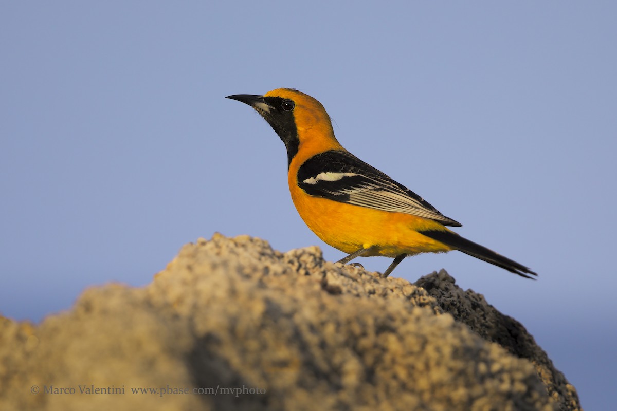 Hooded Oriole (nelsoni Group) - Marco Valentini