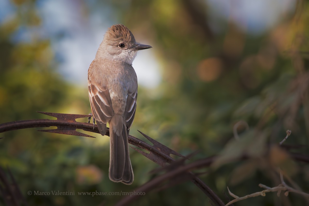 Ash-throated Flycatcher - Marco Valentini