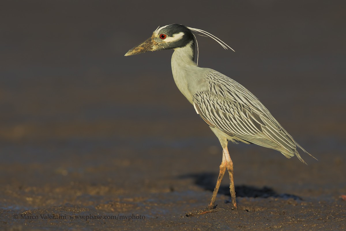 Yellow-crowned Night Heron (Yellow-crowned) - Marco Valentini