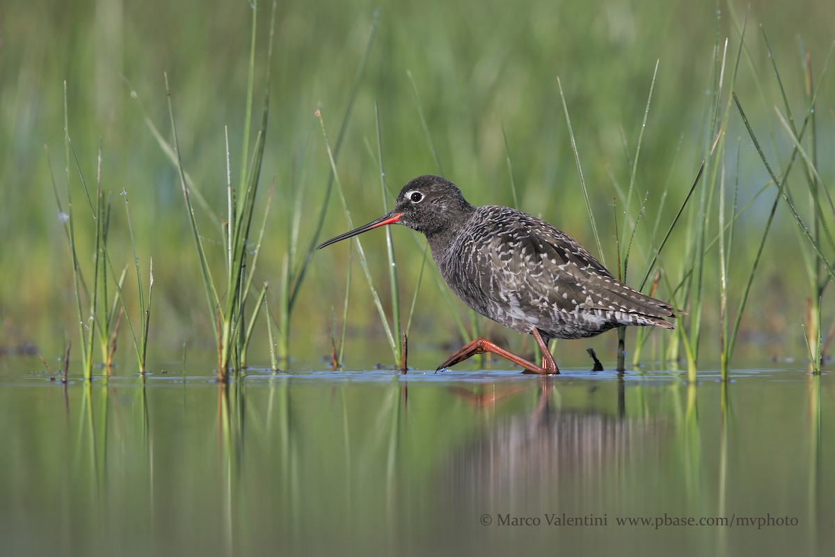 Spotted Redshank - Marco Valentini