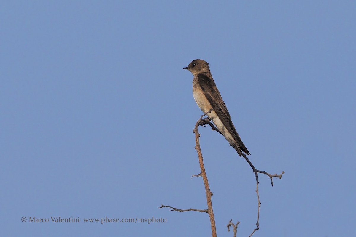 Northern Rough-winged Swallow (Northern) - Marco Valentini