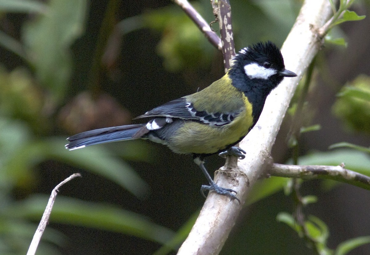 Green-backed Tit - ML204575801