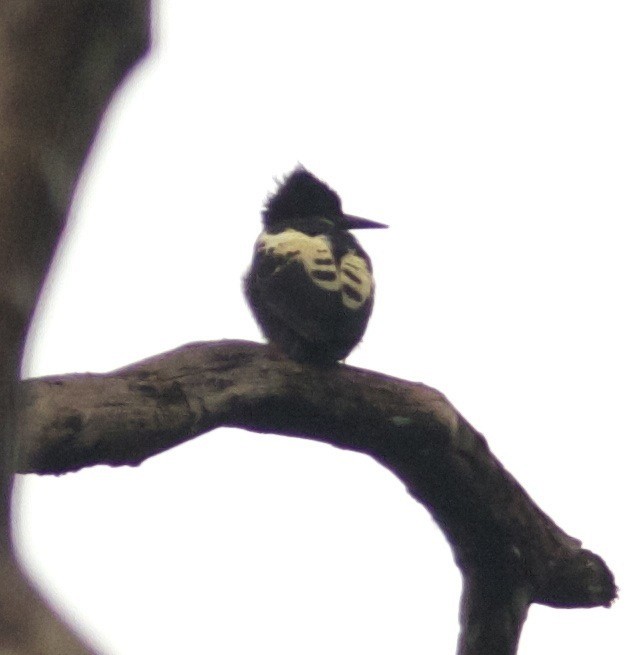 Heart-spotted Woodpecker - Ken Havard