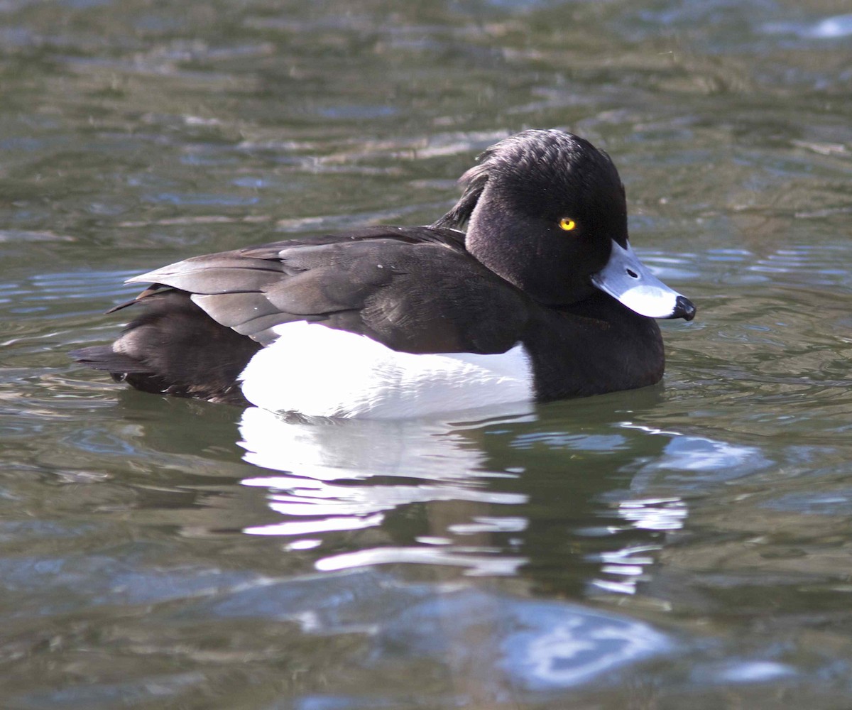 Tufted Duck - ML204576291