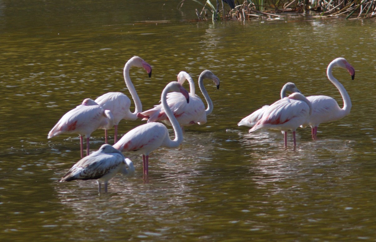 Greater Flamingo - Ken Havard