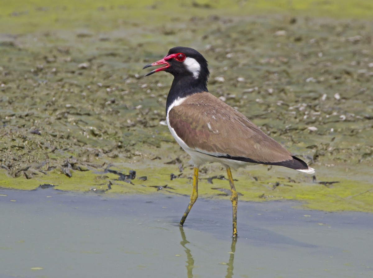 Red-wattled Lapwing - Marco Valentini