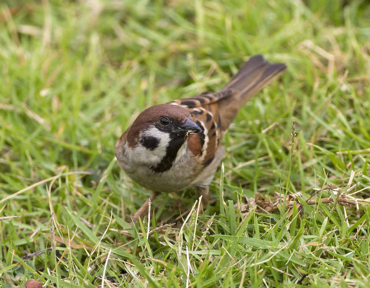 Eurasian Tree Sparrow - Marco Valentini