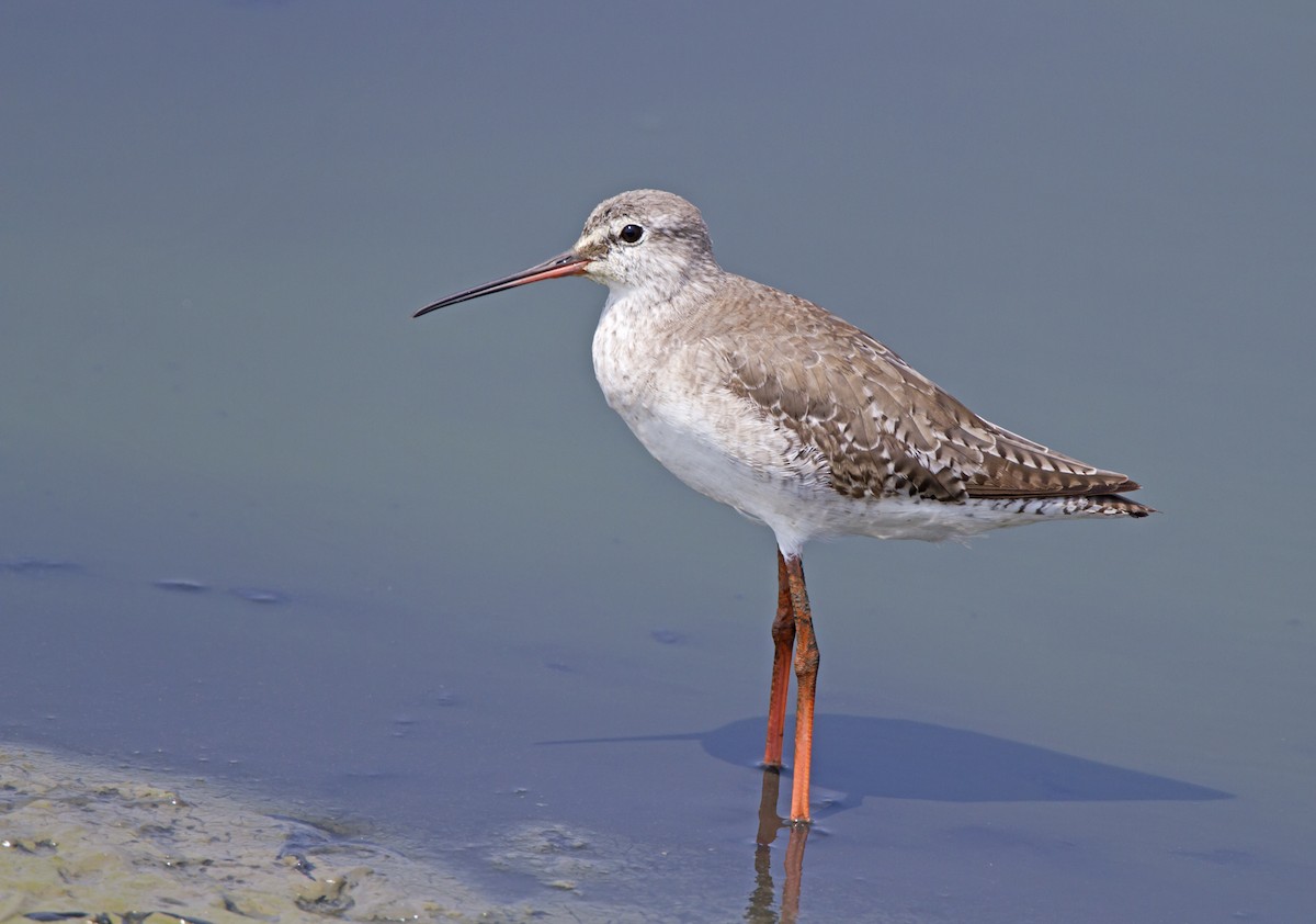 Spotted Redshank - ML204577121