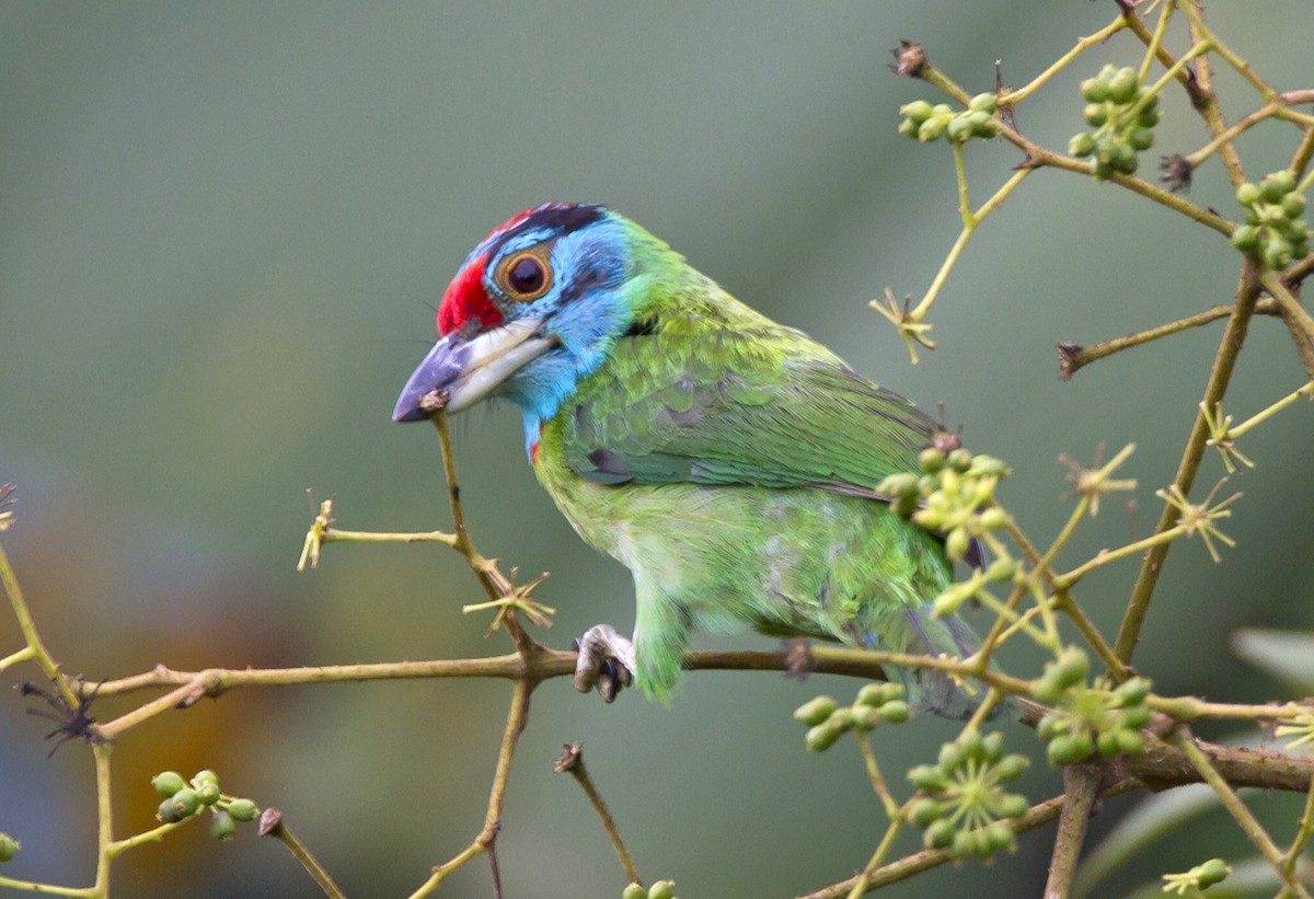 Blue-throated Barbet (Blue-crowned) - Marco Valentini